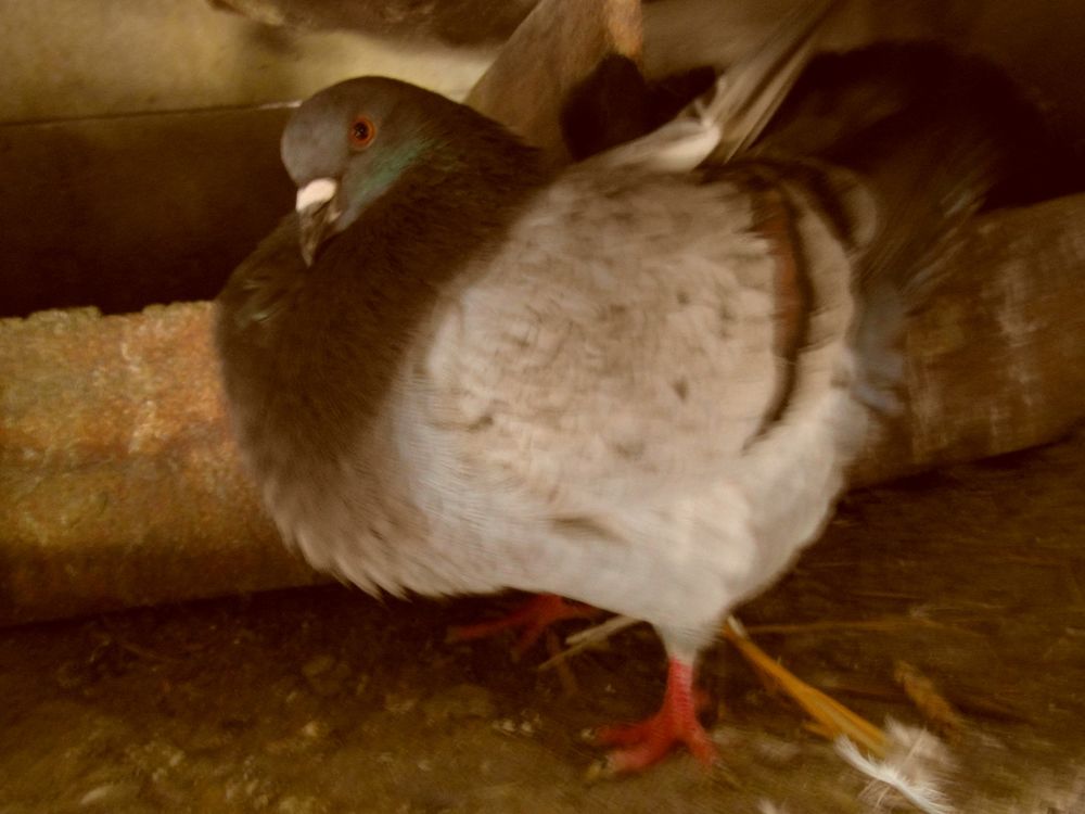   pigeons silver king nés en 2024/2025. 