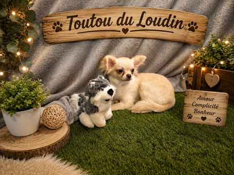 Chiot Chihuahua poils longs femelle 650 18140 Précy