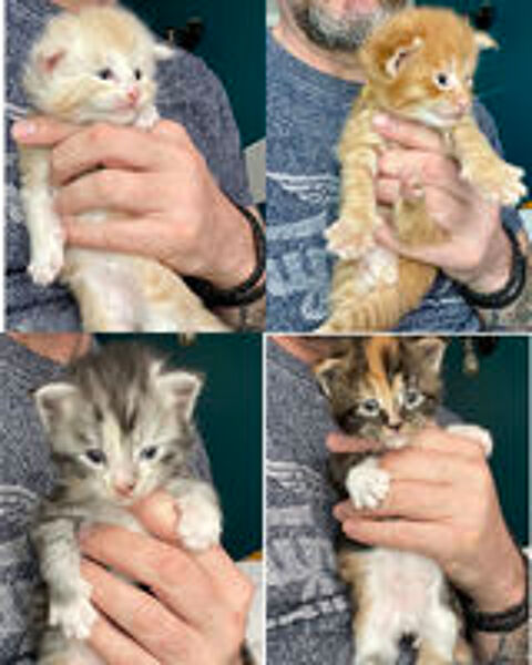   Maine coon chatons males & femelles 