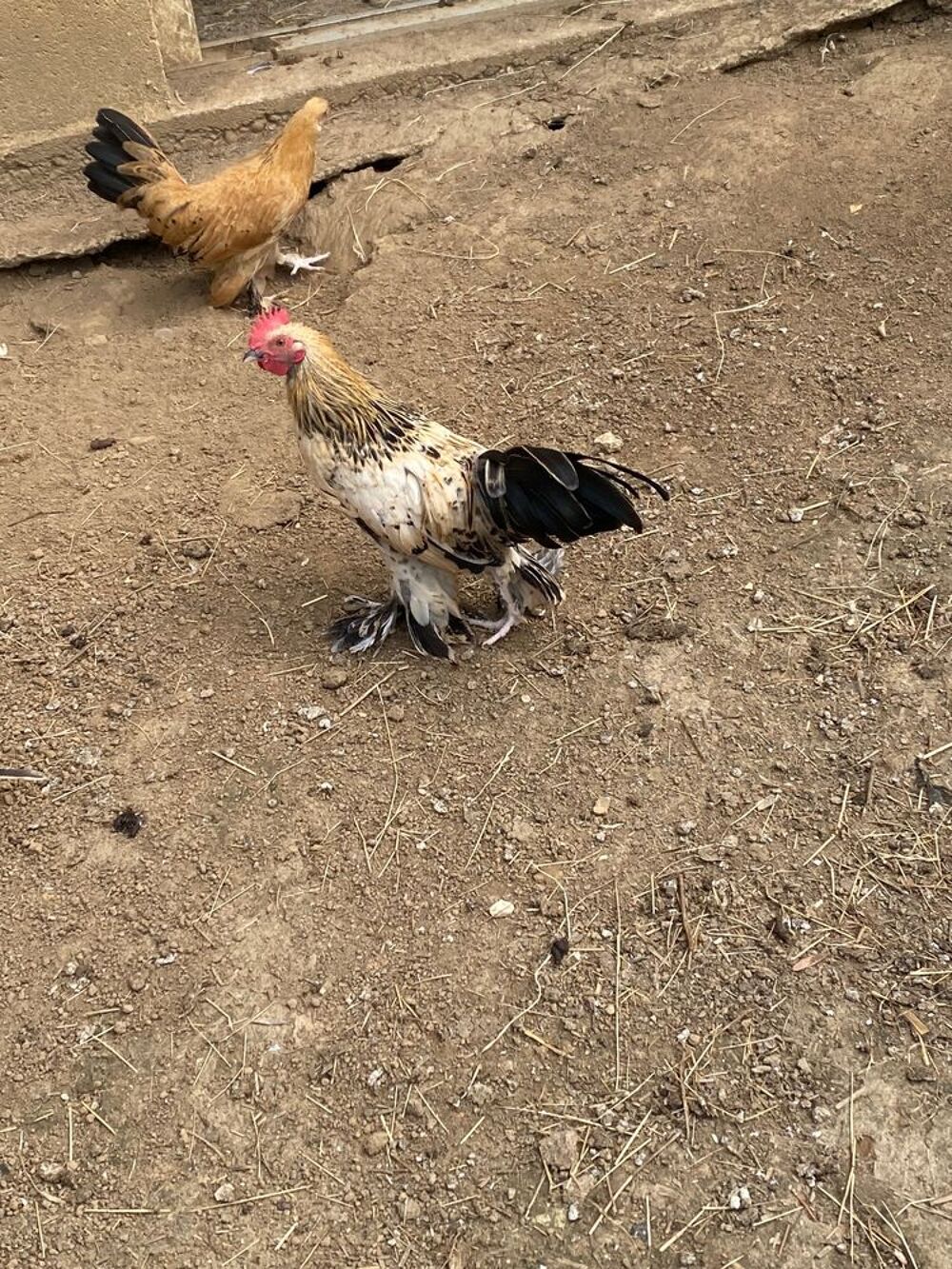   Jeune coq Sabelpoot  