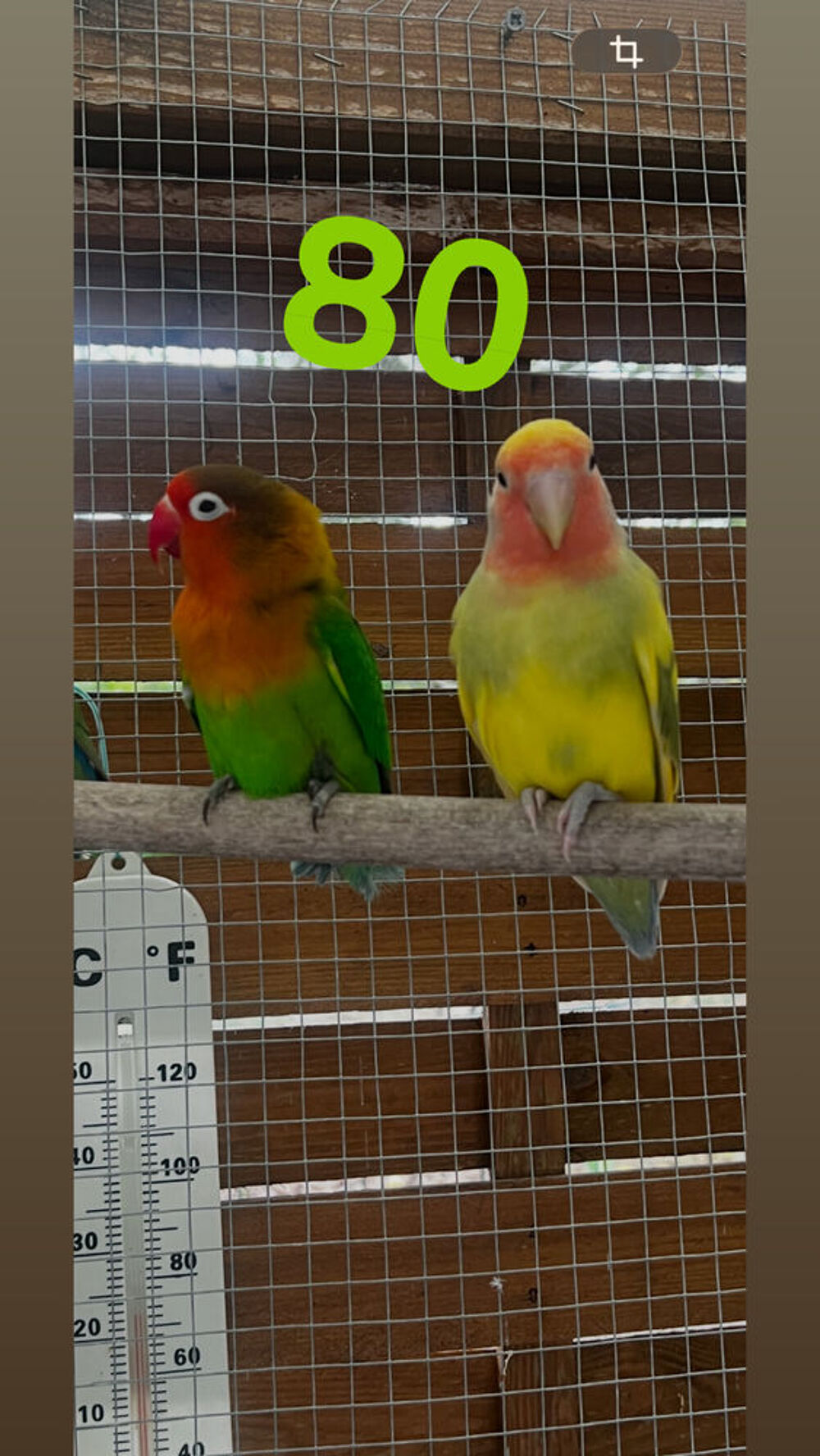   C'est un couple d'inseparables 