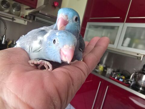 Mini perroquet femelle toui c&eacute;leste eam  150 77240 Vert-saint-denis