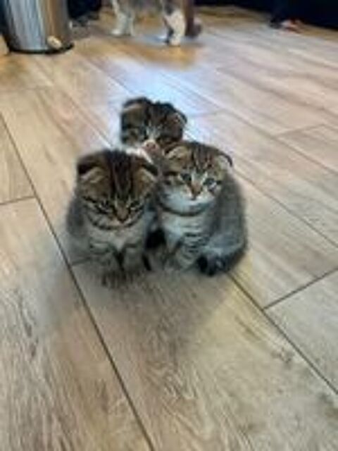   chatons scottish fold 