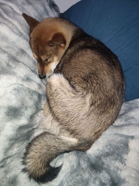 Propose Saillie Shiba Inu Male S&eacute;same (Fauve Charbon)  300 30600 Vestric-et-candiac