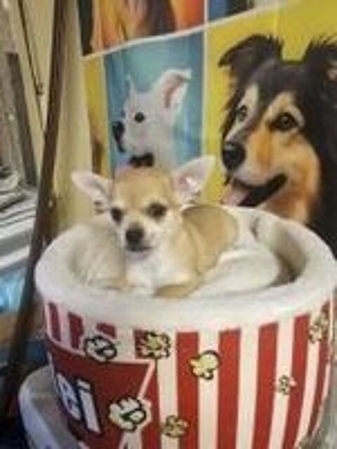   chihuahua 