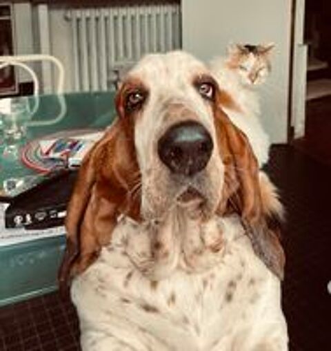   Vincent, mâle Basset Hound disponible pour saillie 