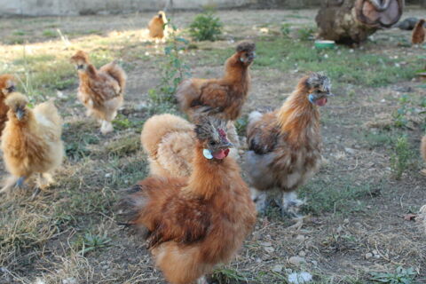 Jeunes coqs Soie nains marrons - 6 mois 12 65420 Ibos
