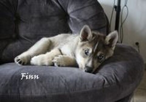   Chiots husky x chien-loup amricain  