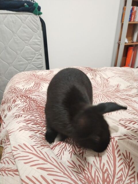 Donne lapin b&eacute;lier 0 69630 Chaponost