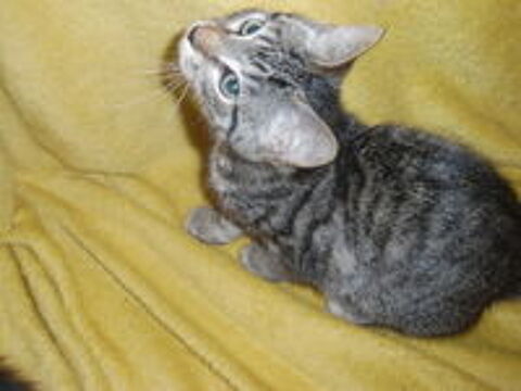   Chaton mâle très intelligent. 