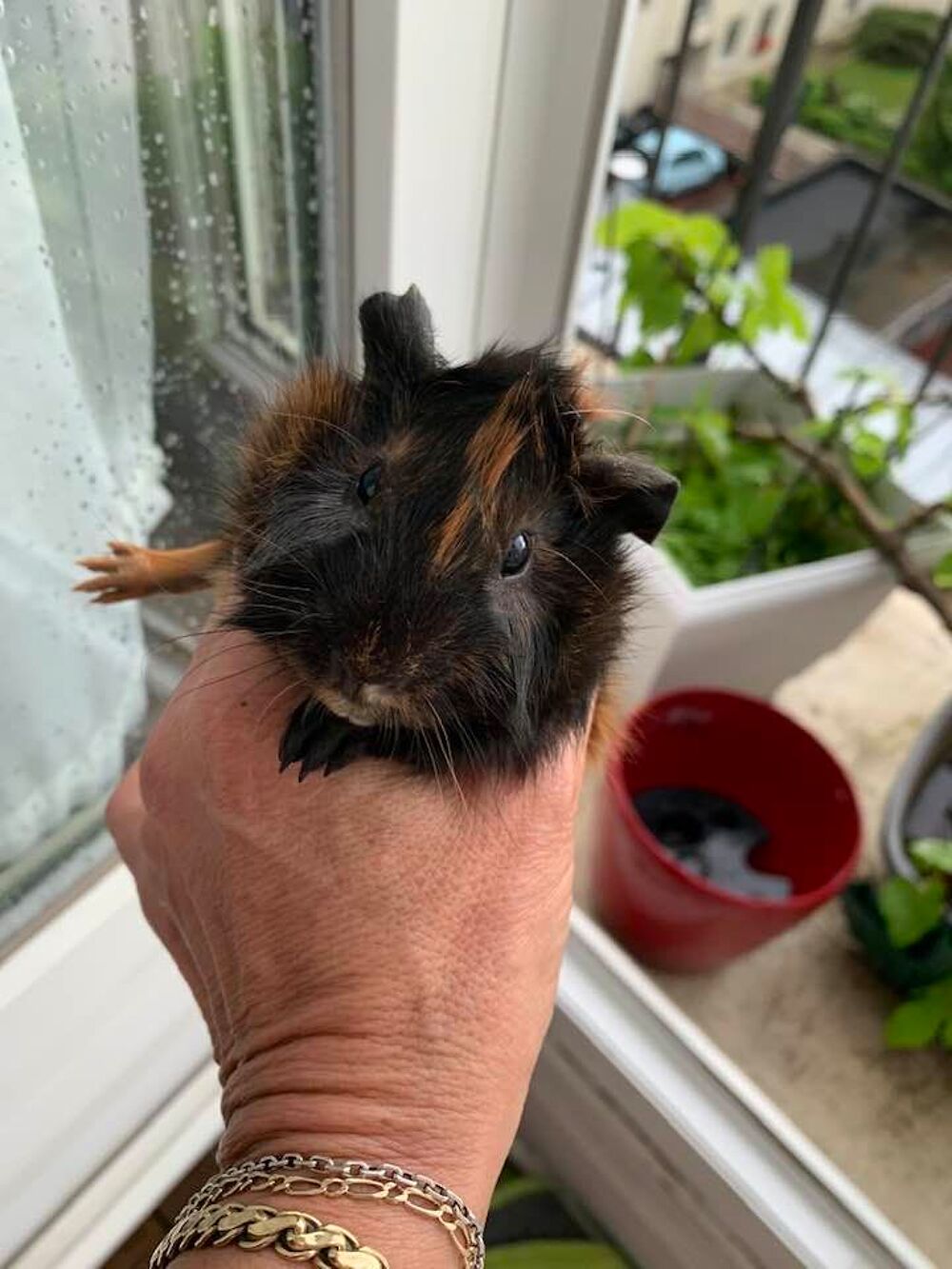   Femelle cochon d'inde 