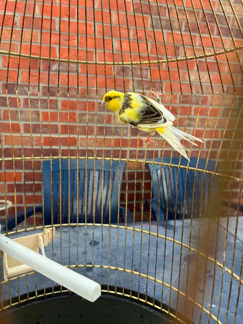 Canarie male 15 59162 Ostricourt