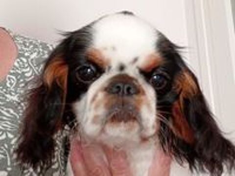  Chiot KING CHARLES SPANIEL  