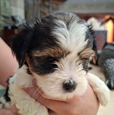  Chiots Yorkshire 1290 24110 Manzac-sur-vern