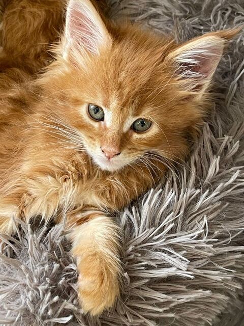 &Agrave; r&eacute;server Superbes chatons Maine Coon  1150 69590 Saint-symphorien-sur-coise