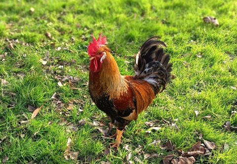 Jeune Coq "Cream legbar" 30 49330 trich