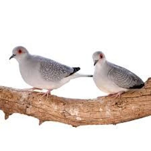 Diamant colombes 5 66530 Claira