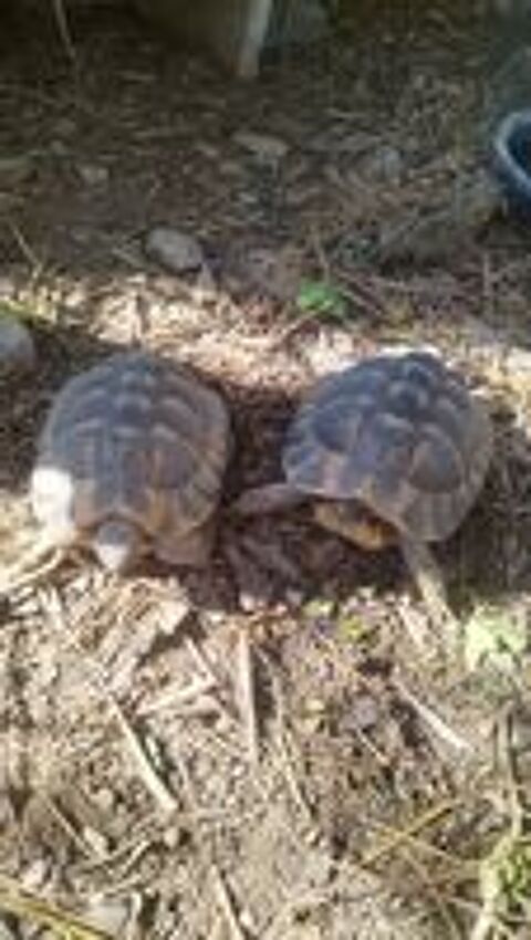   Tortue de terre 