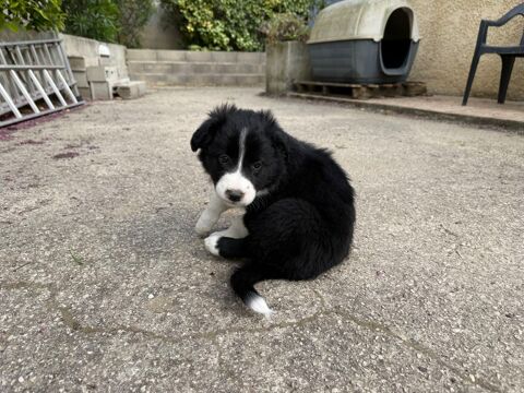 Baby Border Collie 700 13400 Aubagne