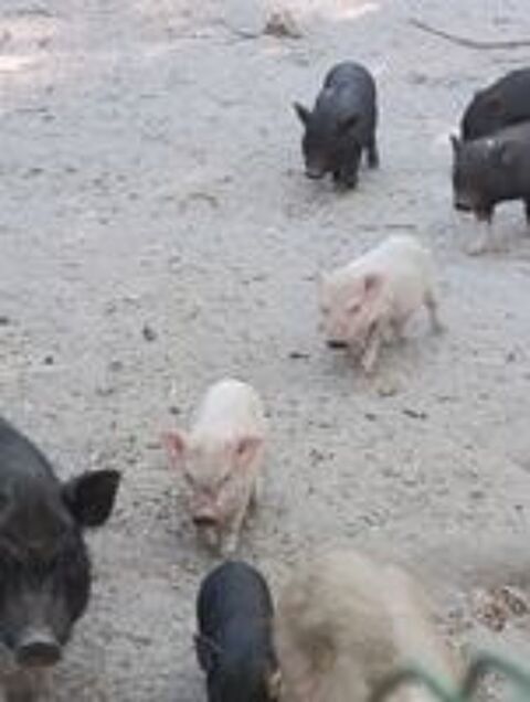   Bébés cochons Miniatures Gottingen  