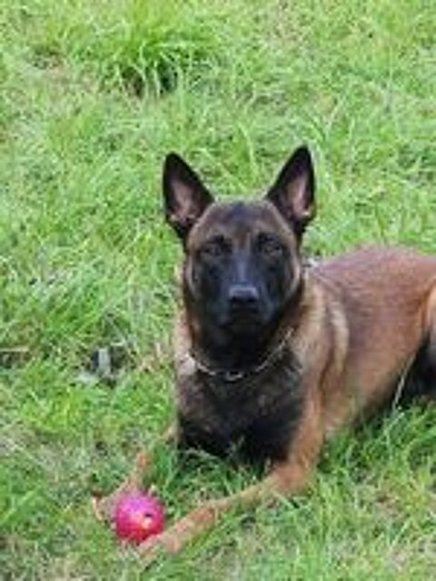   Berger Belge malinois idéal pour agent cynophile / garde 