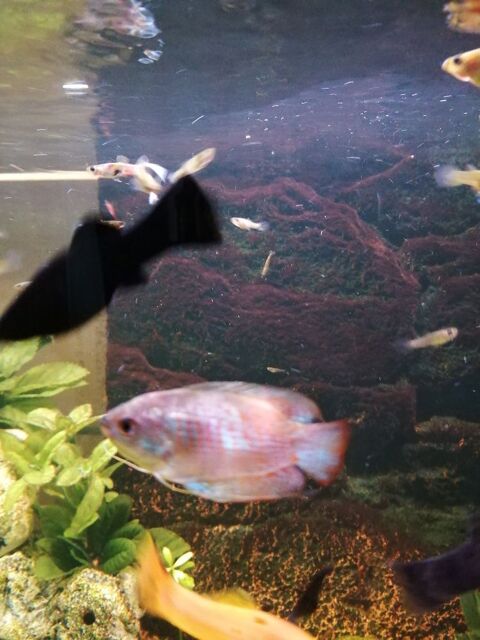 Donne poisson 
0 02100 Saint-quentin