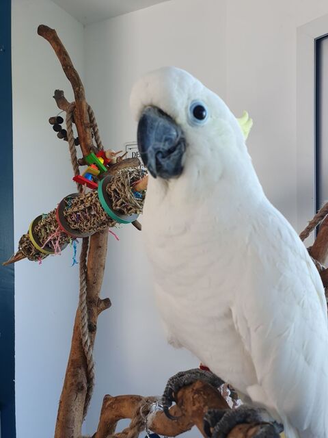 Cacato&egrave;s &agrave; huppe jaune  1000 36140 Aigurande
