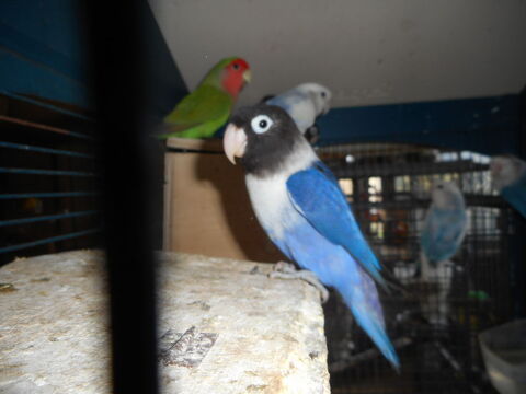 PERRUCHES 40 33140 Villenave-d'ornon