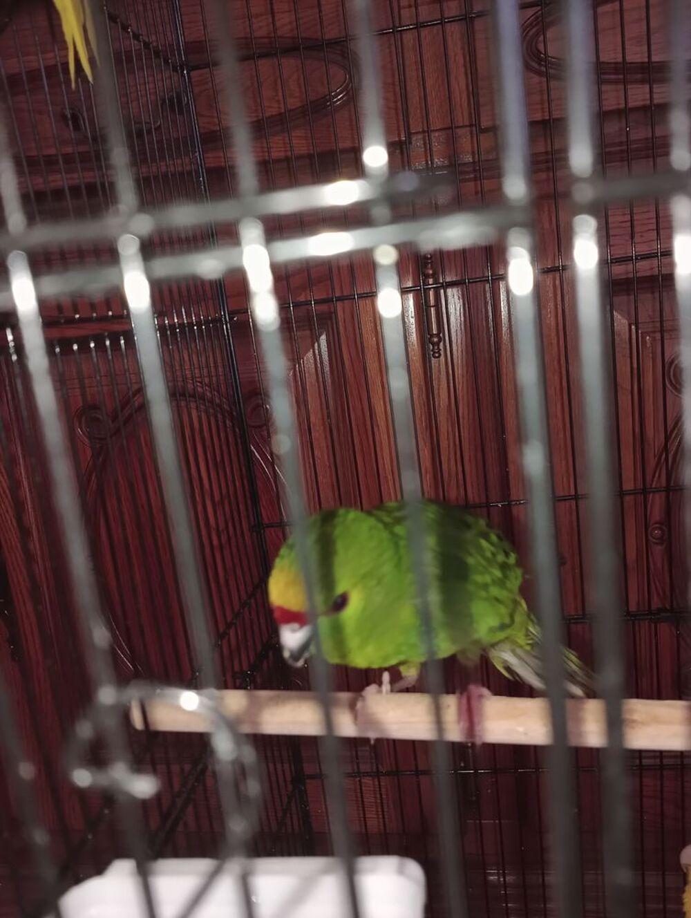   Oiseau kakarikie  