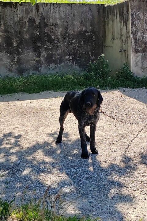 Chien PATOU &agrave; l adoption 250 26300 Chatuzange-le-goubet