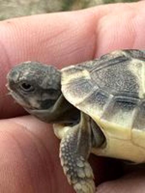   Tortue terre 