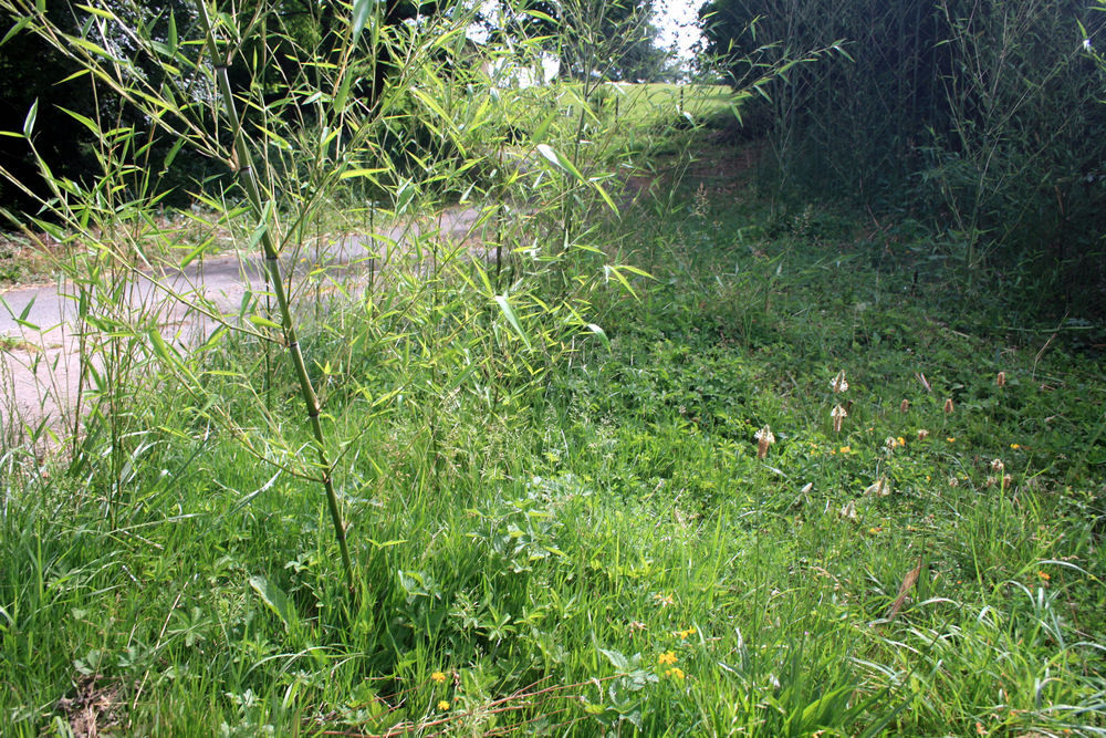Bambous a couper ou a deraciner Jardin