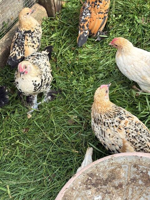 Poule sabelpoot 20 56190 Le guerno