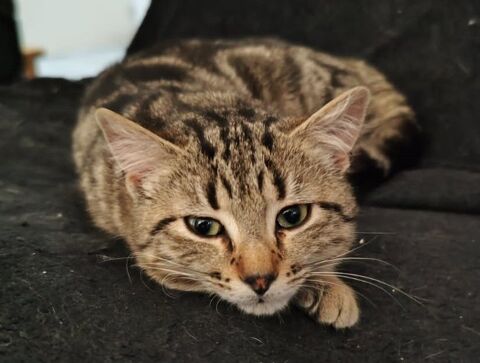 ABEILLE 170 35490 Vieux-vy-sur-couesnon