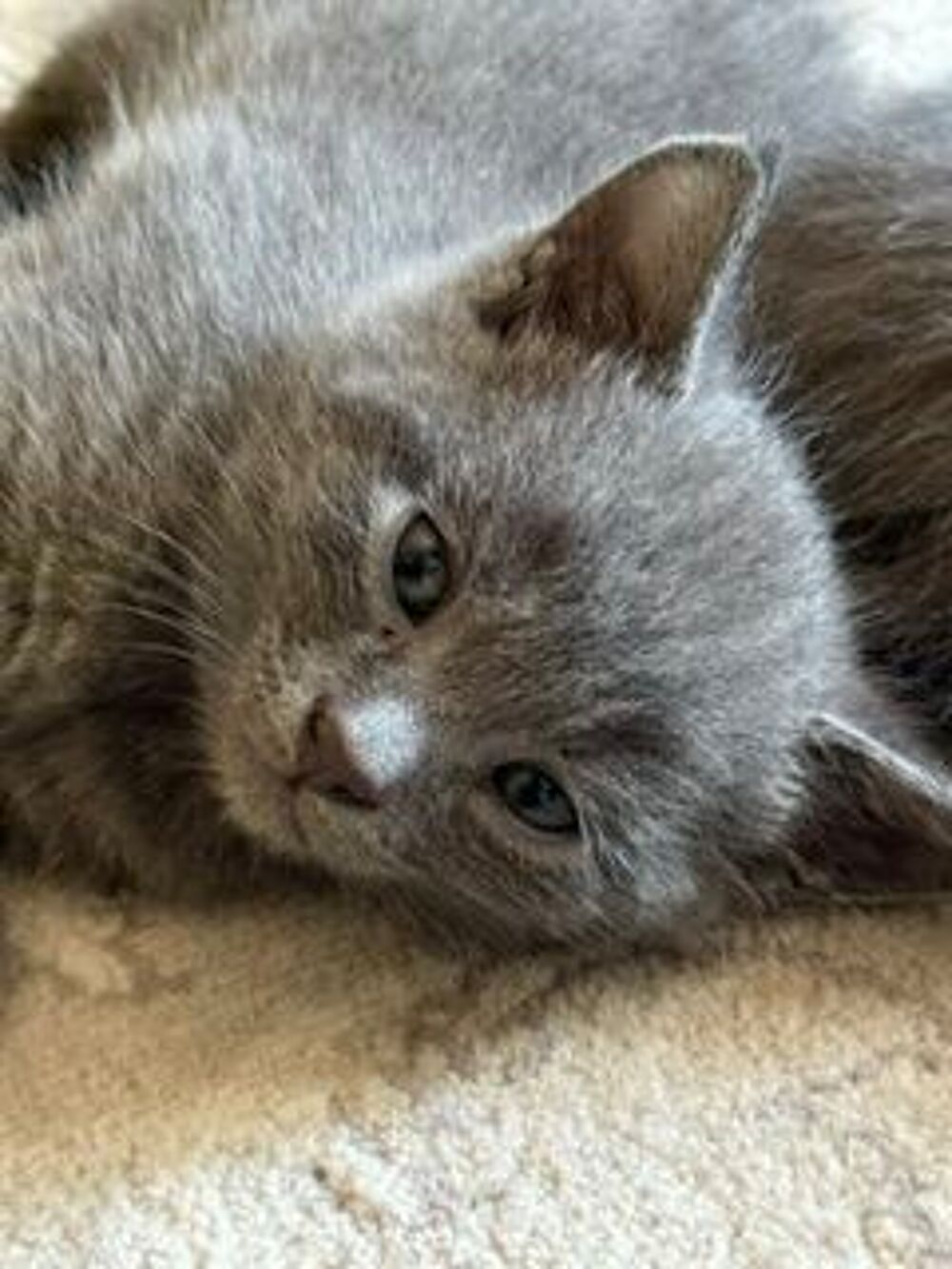   4 petits mâles (tous réservés pour le moment) 