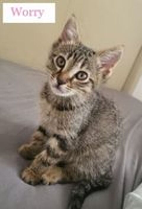   Chats chatons par association chats l� l� de Valr�as  