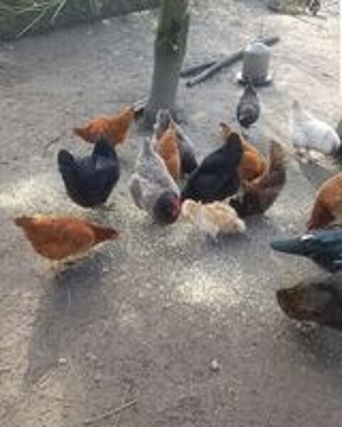   Poules pondeuses rousses 