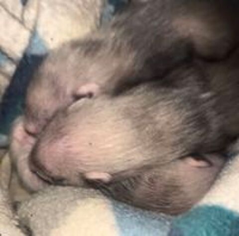   bébé furet 