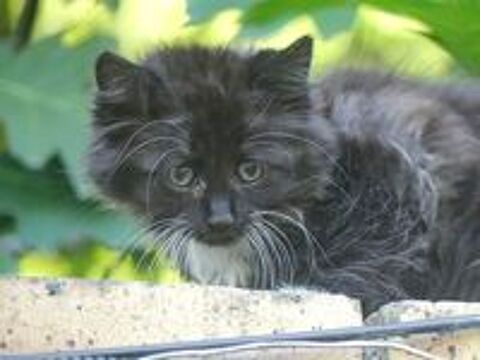   Chatons Norvgien 