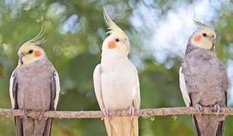 Callopsitte fem. 1 67230 Benfeld