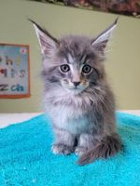   Maine coon  