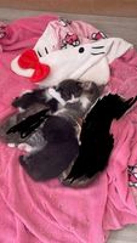       Adorable chatons disponibles des maintenant  