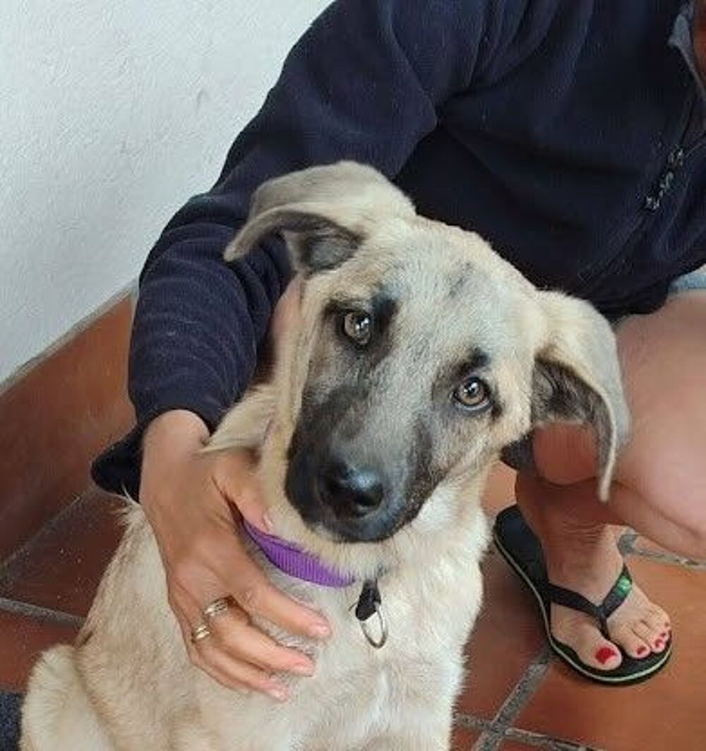   TACA 🩷 Chiot femelle. Une petite merveille à adopter !  
