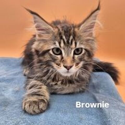   Chaton maine coon Loof 