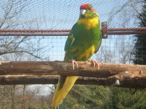 kakariki 30 87620 S�reilhac