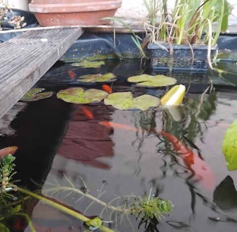 Donne petits poissons de bassin 0 29590 Rosnoën
