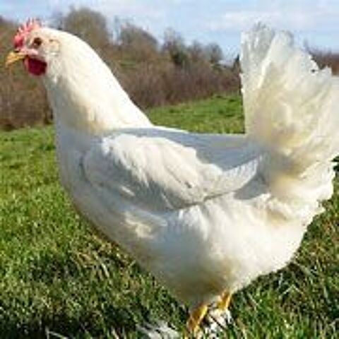 Poule Azur et poule Leghorn blanche. 34 77540 Courpalay