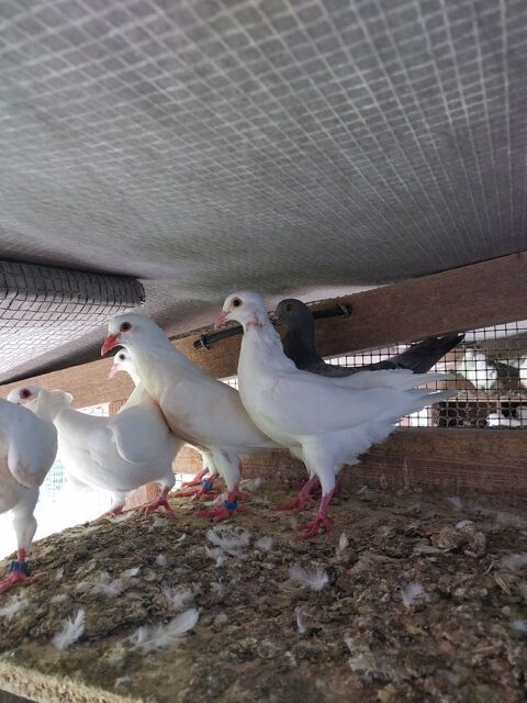 Pigeon et pigeonneaux 10 55200 Chonville-malaumont