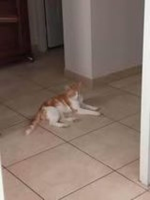   Chat GAVROCHE � l adoption 