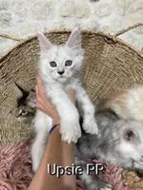   Chatons Maine-coon Disponibles  
